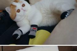 开云体育平台APP-跨越大洋的硬汉赞歌，新疆加时胜公牛，小贾伦季后赛展锋芒