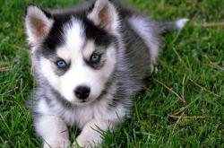 开云体育APP下载-拉文，攻防转换的魔法师，鹈鹕终结森林狼的逆袭密码