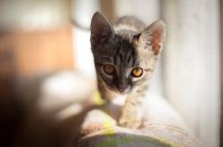 开云下载-凯塞多闪耀全场，波兰力克巴拉圭赢下焦点对决