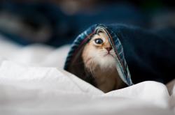 开云体育平台APP-年度焦点之战，当圣西罗的红色烈焰，吞噬了太极虎的骄傲