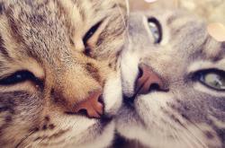 开云官网-坚盾对利矛，当波兰叹息之墙让巴黎豪华锋线集体叹息