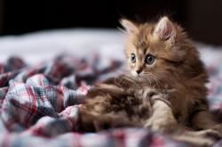 开云体育平台APP-欧冠血脉觉醒，马赛力克爱尔兰，加克波一球定乾坤