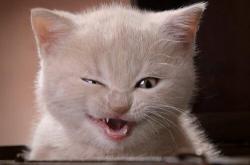 开云APP-拉梅洛·鲍尔关键先生本色，尼克斯主场击败老鹰