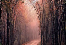 开云官网-当袋鼠军团破壁蓝桥，佩德里用魔法重绘足球版图