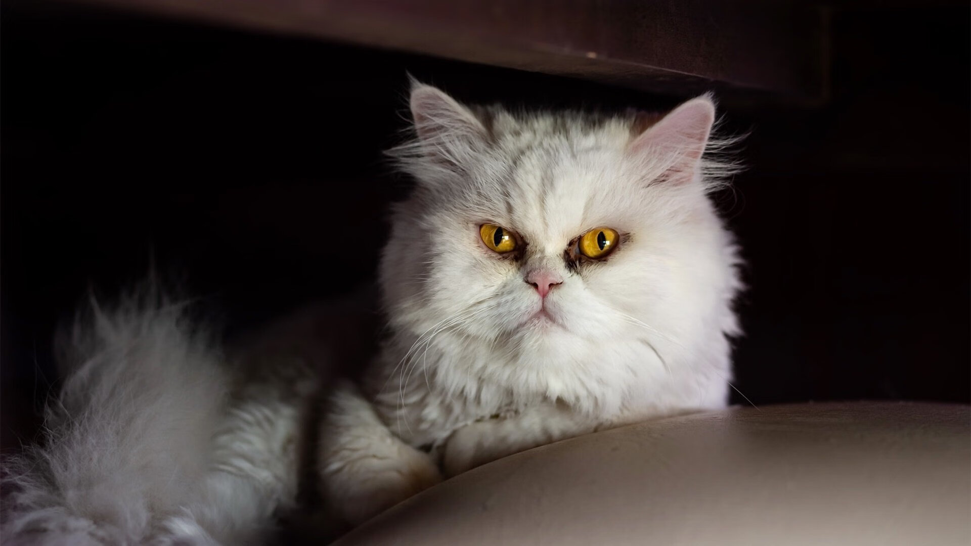 绝杀！克罗地亚浴火重生，马丁内利一击定乾坤