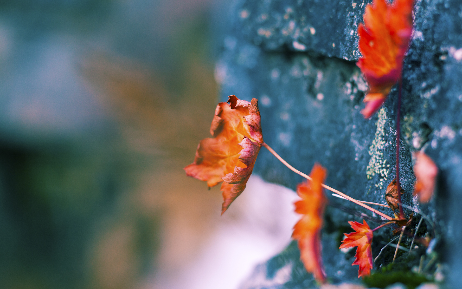 抢七破局，无人见证的加冕，拉亚在焦土之上证明自己