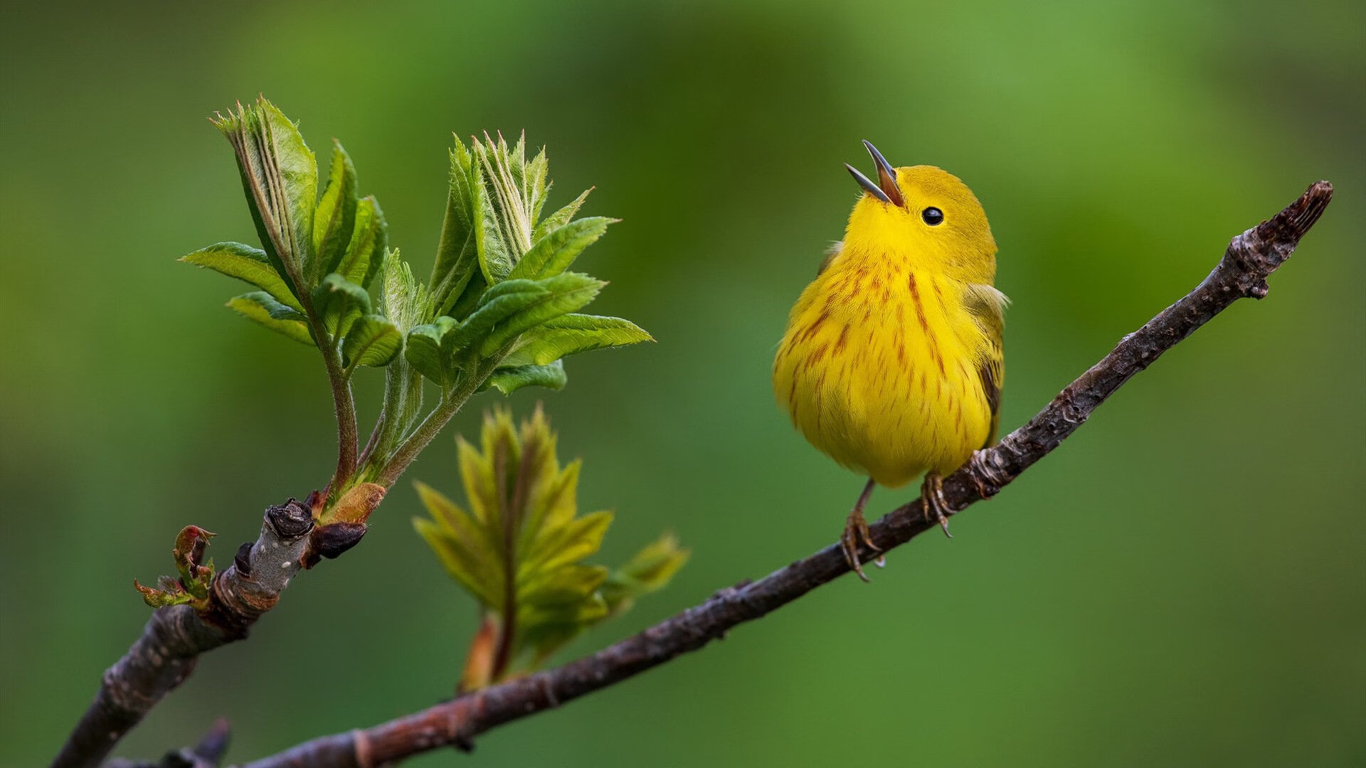 卡瓦哈尔星耀突围,南非洪流冲垮委内瑞拉防线