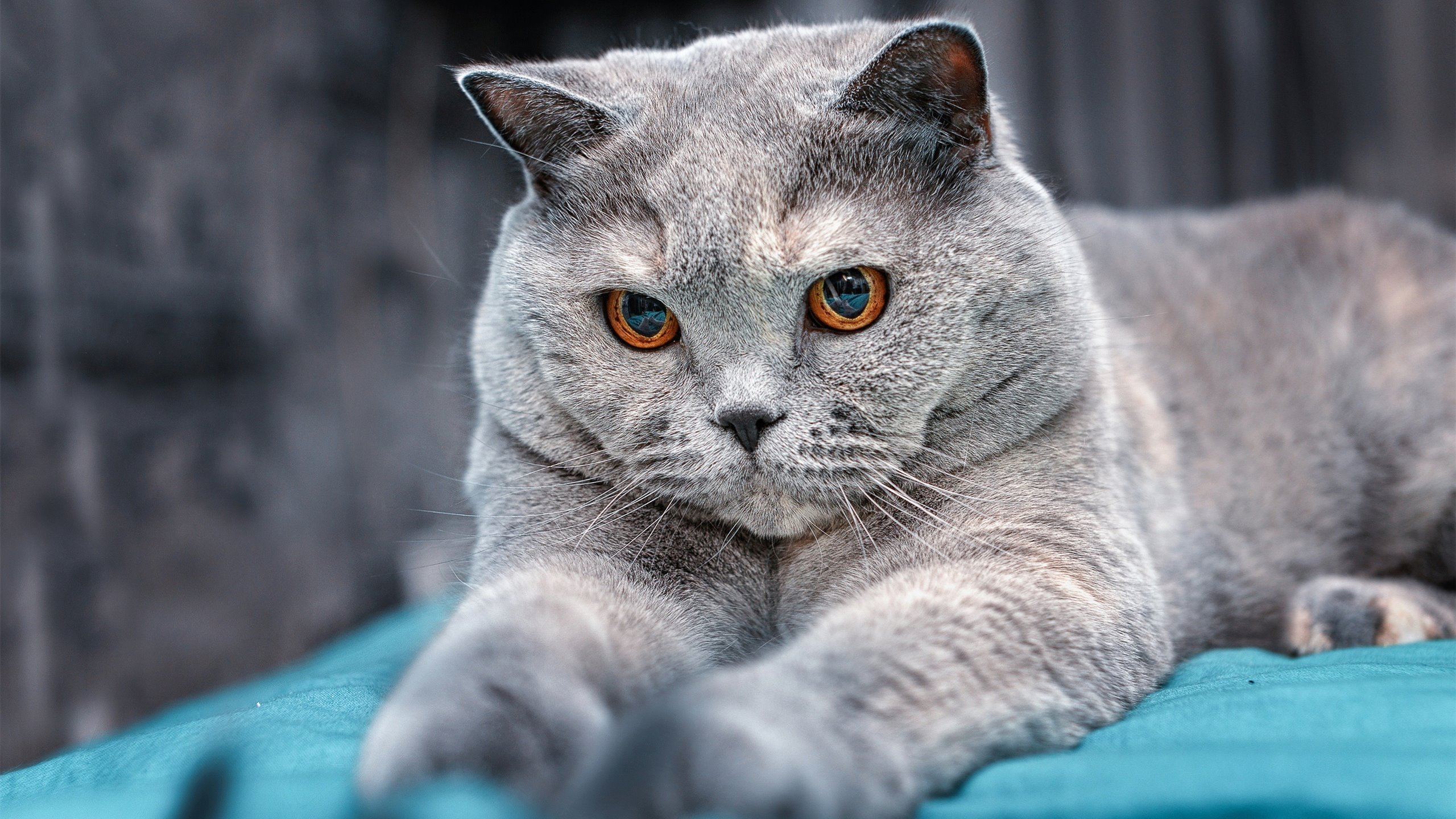 奥地利带走佛罗伦萨，当坎特用高光表现，编织出美第奇旧梦