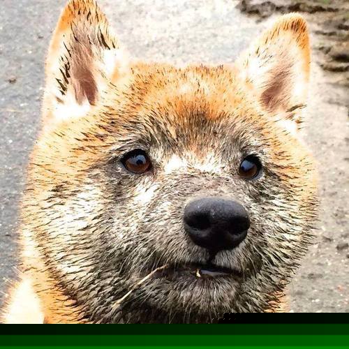 巴斯托尼爆发与厄瓜多尔血拼罗马，洲际碰撞下的人性史诗与抗争之魂