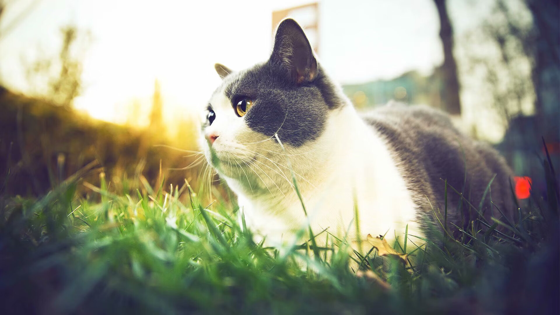 沙漠雄鹰对决女神，伊萨克一剑封喉定乾坤