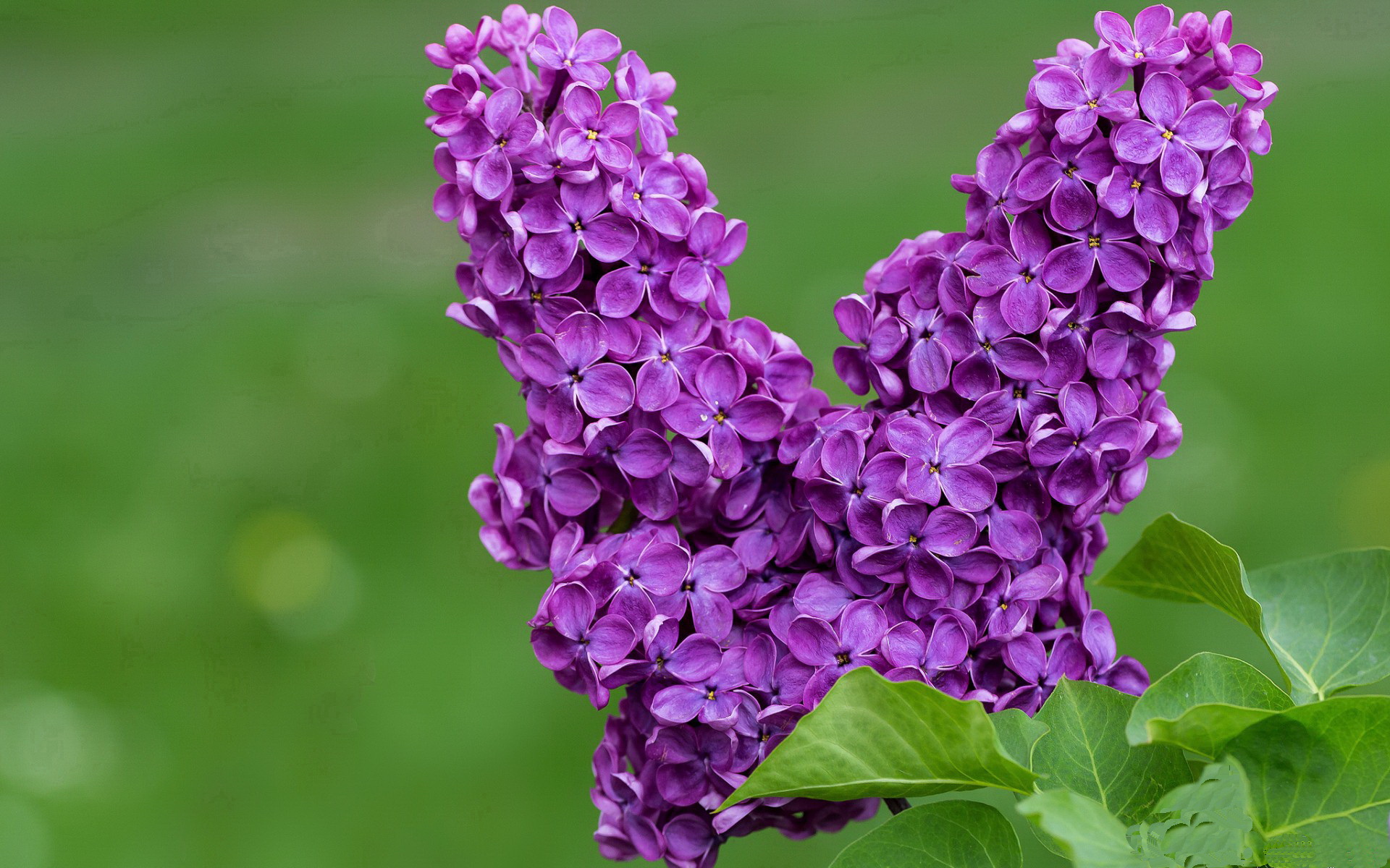 塞内加尔锋线遇叹息之墙!门神拉亚一战封神,诠释完全无解
