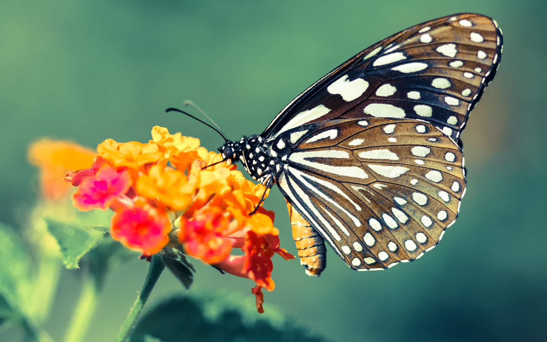 足球智慧的双重奏,哈弗茨主宰与阿尔及利亚的节奏艺术