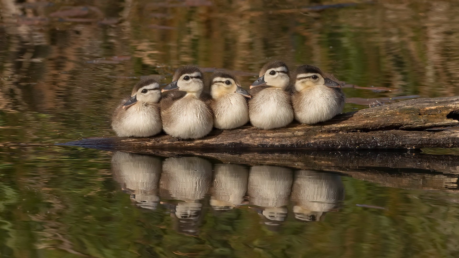 皇马沙特称王,阿劳霍欧冠封神—双雄并起的欧洲足坛新叙事
