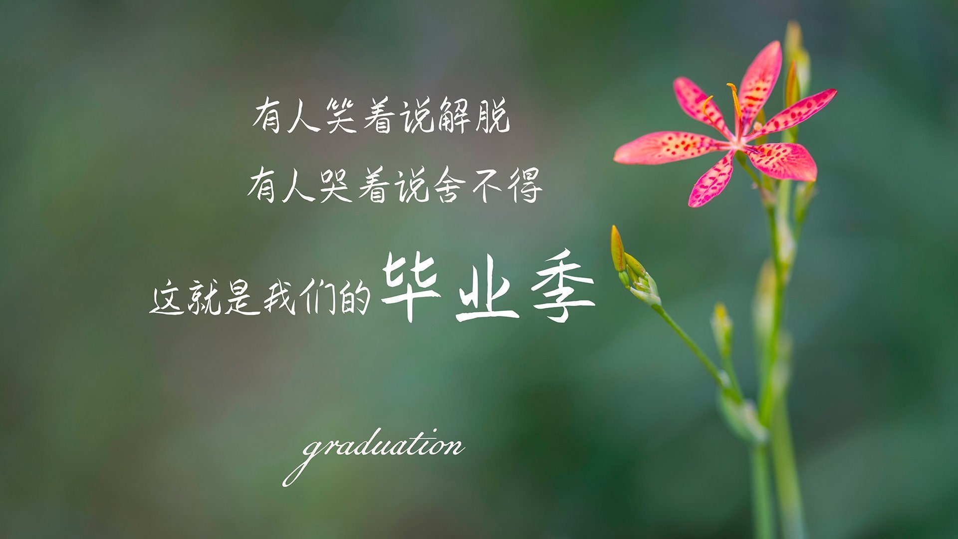 夜战启航,哈利伯顿在F1新赛季揭幕战中的高光表现