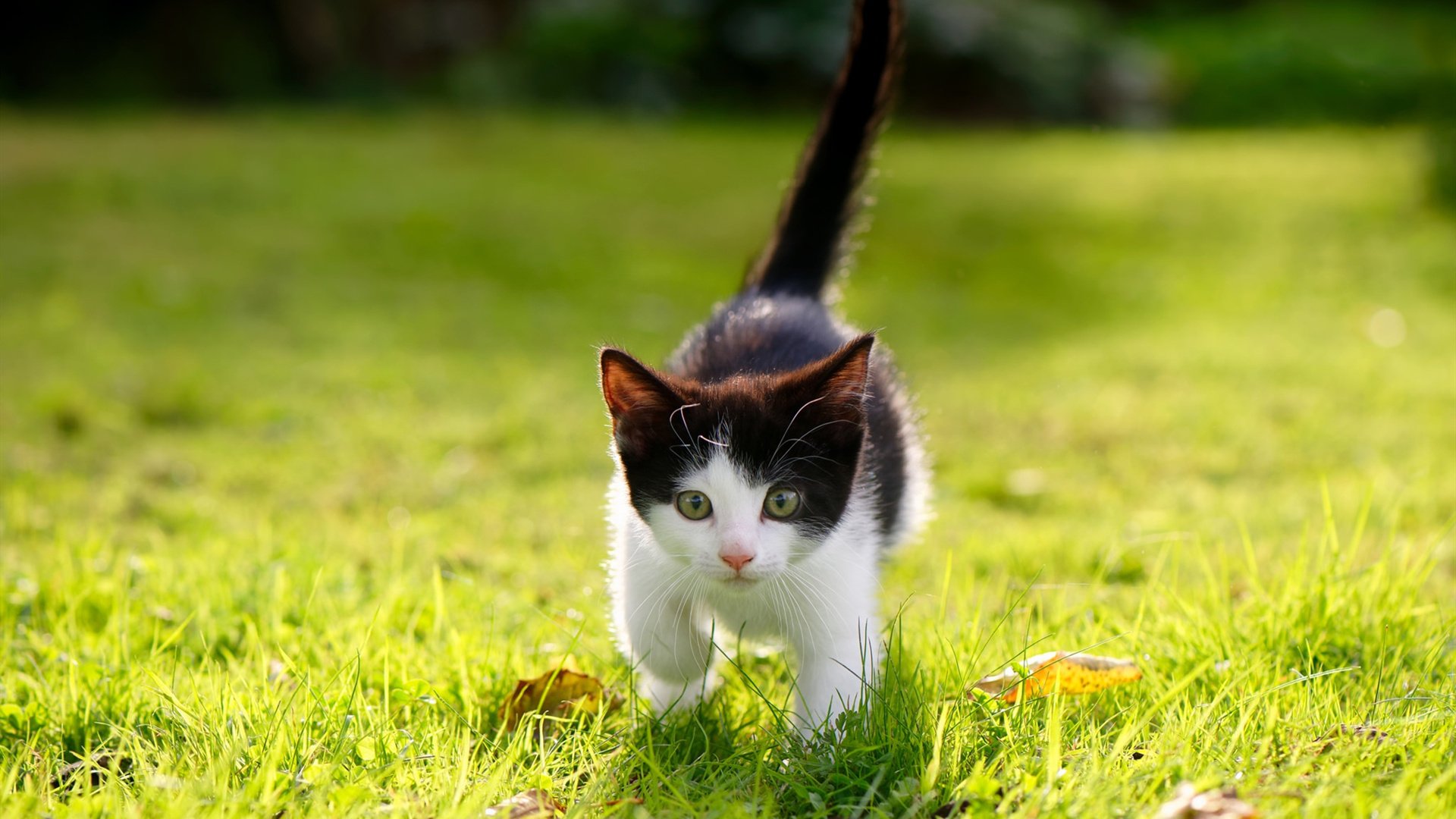 伦纳德冰封之战证明超巨本色，广厦终结凯尔特人式连胜传奇