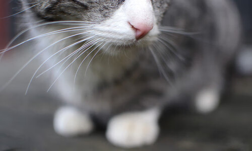 足球之夜的双重奏,迪马利亚的完美华章与日本的绝杀奇迹